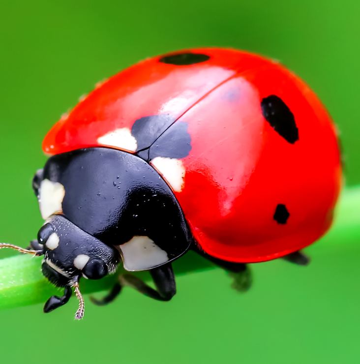 732x740_coccinelle.jpg