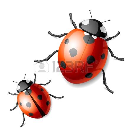 9882108-coccinelle.jpg