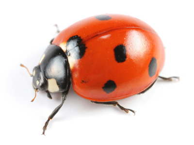 coccinelles.jpg