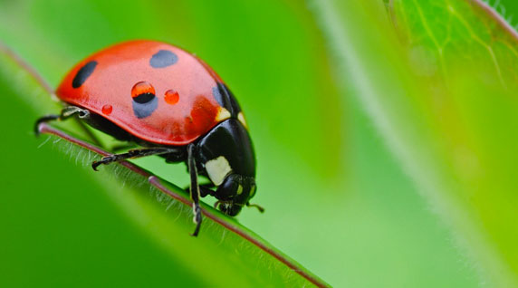 img-coccinelle-big-01.jpg