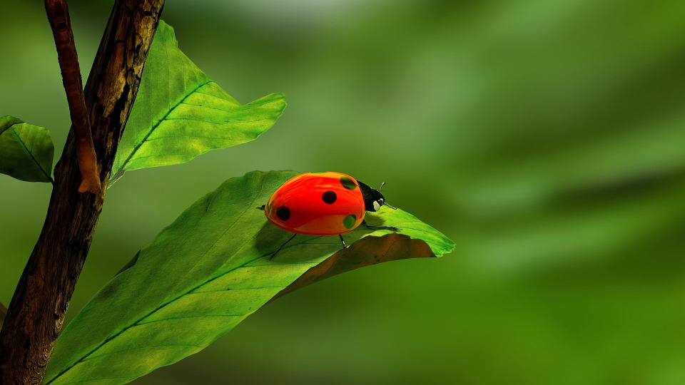 ladybird-163480_960_720.jpg